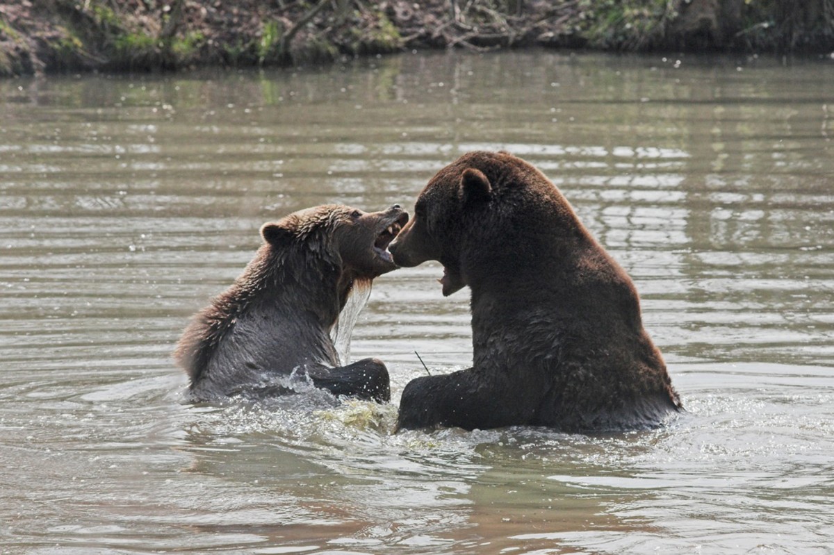 Alternativer Bärenpark Worbis